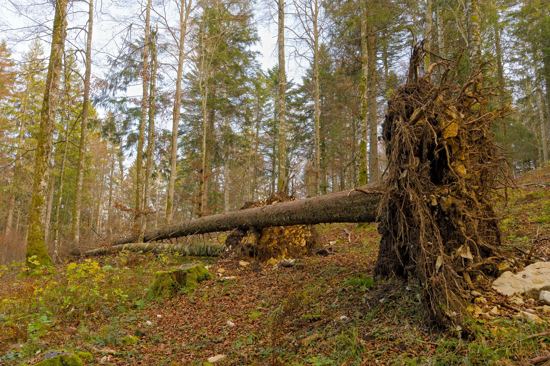 Enlèvement arbre urgence équipe à Istres